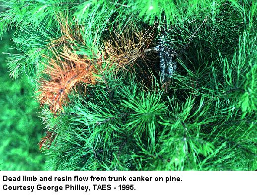 How do you treat pine tree fungus?
