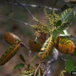 Photo credit: Ronald F. Billings, Texas Forest Service, Bugwood.org